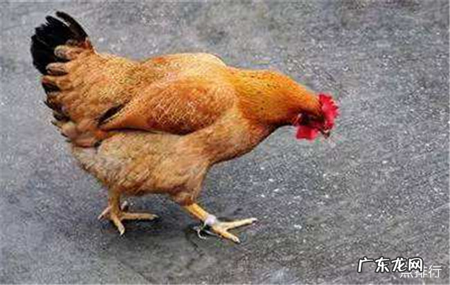 中国十大名鸡品种排名 丝羽乌骨鸡颜值最高