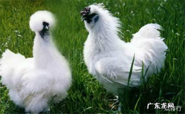 中国十大名鸡品种排名 丝羽乌骨鸡颜值最高