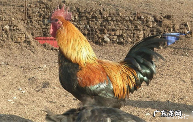 中国十大名鸡品种排名 丝羽乌骨鸡颜值最高