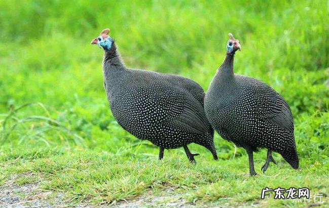 中国十大名鸡品种排名 丝羽乌骨鸡颜值最高