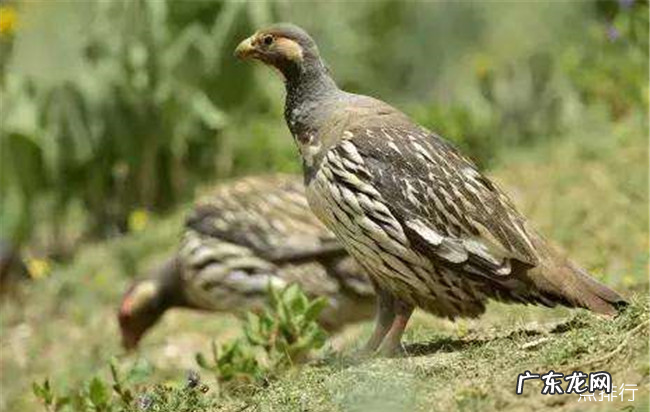 中国十大名鸡品种排名 丝羽乌骨鸡颜值最高