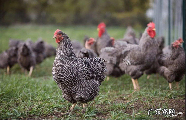 中国十大名鸡品种排名 丝羽乌骨鸡颜值最高