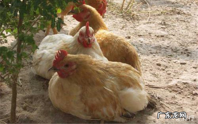 中国十大名鸡品种排名 丝羽乌骨鸡颜值最高