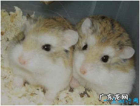 世界上最可爱的鼠类,不仅外形讨喜,行为也很有趣