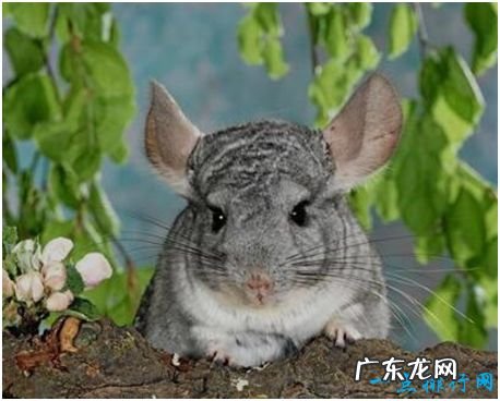 世界上最可爱的鼠类,不仅外形讨喜,行为也很有趣