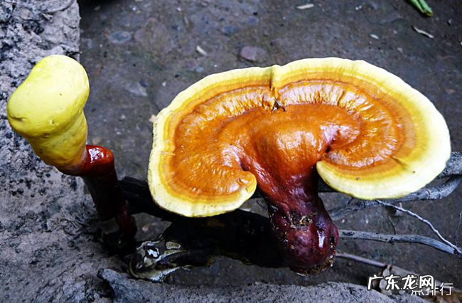 中山十大特产 中山特产有哪些容易带