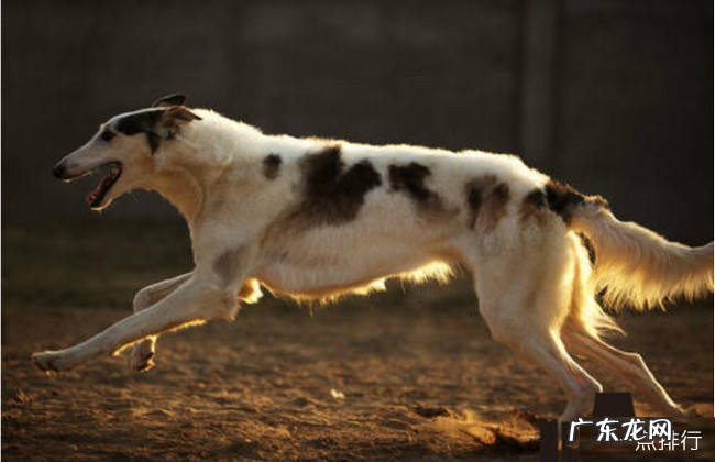 世界十大猎犬品种排名 比特犬仅排第三