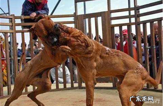 世界十大猎犬品种排名 比特犬仅排第三