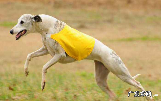 世界十大猎犬品种排名 比特犬仅排第三