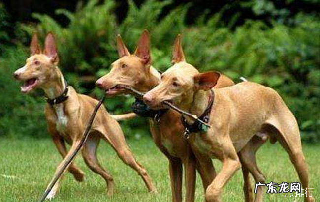 世界十大猎犬品种排名 比特犬仅排第三