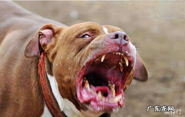 世界十大猎犬品种排名 比特犬仅排第三