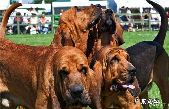 世界十大猎犬品种排名 比特犬仅排第三