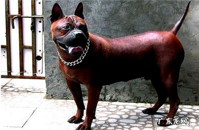 世界十大猎犬品种排名 比特犬仅排第三