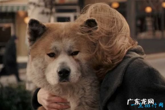 动物电影排行榜前十名 《侏罗纪公园》位居榜首