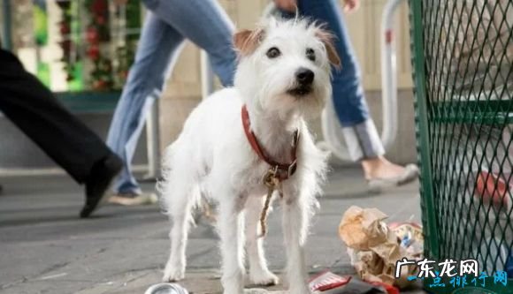 动物电影排行榜前十名 《侏罗纪公园》位居榜首