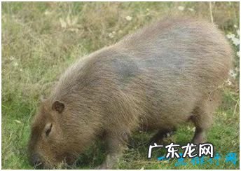 世界上最大的老鼠,我国引进体长80厘米的“老鼠王”