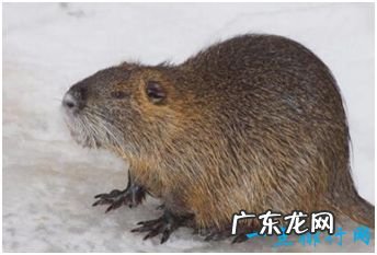 世界上最大的老鼠,我国引进体长80厘米的“老鼠王”
