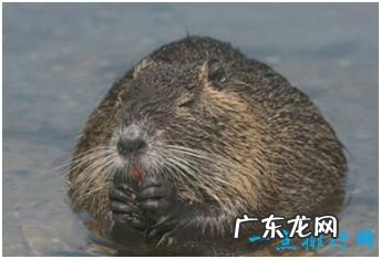 世界上最大的老鼠,我国引进体长80厘米的“老鼠王”