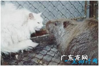 世界上最大的老鼠,我国引进体长80厘米的“老鼠王”