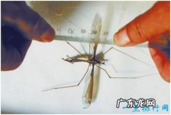 世界上最大的蚊子，华丽巨蚊体长3.5厘米，不吸血却爱吃其他蚊虫