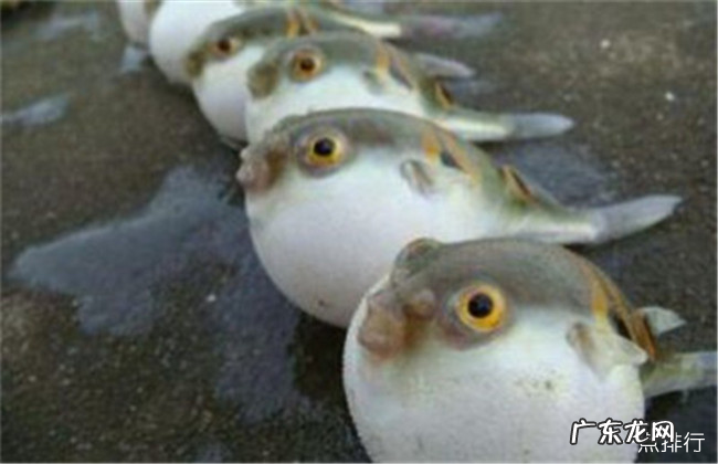 世界上最毒的毒药排名 肉毒杆菌毒性最强