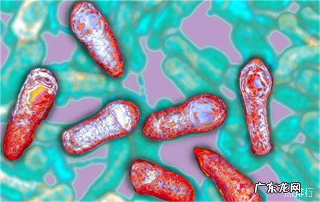 世界上最毒的毒药排名 肉毒杆菌毒性最强
