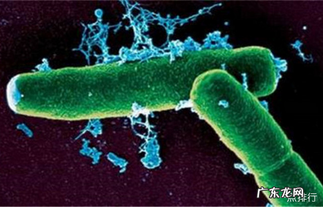 世界上最毒的毒药排名 肉毒杆菌毒性最强