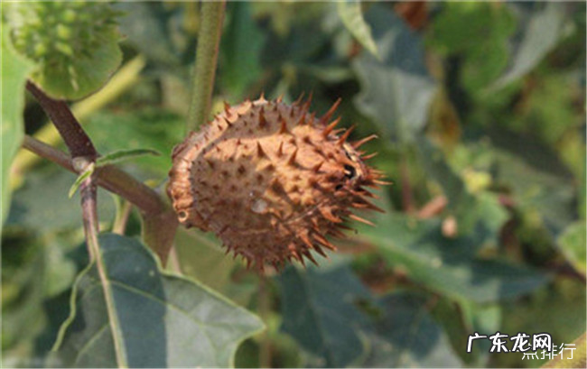 世界上最毒的毒药排名 肉毒杆菌毒性最强