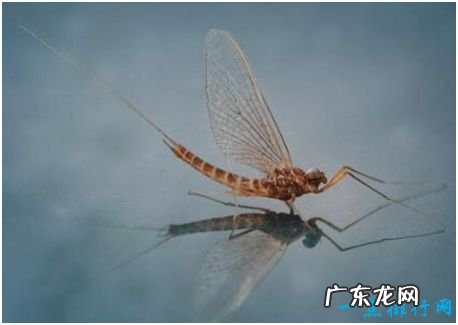 世界上寿命最短的昆虫,蜉蝣成虫只有不到一天的存活时间