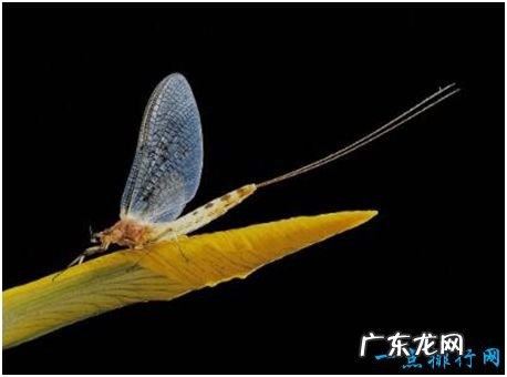 世界上寿命最短的昆虫,蜉蝣成虫只有不到一天的存活时间