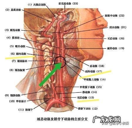如何区分“硬斑块”、“软斑块”和“混合斑块”