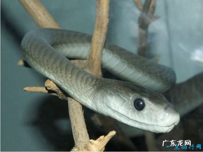 世界十大毒蛇 世界上最致命的蛇