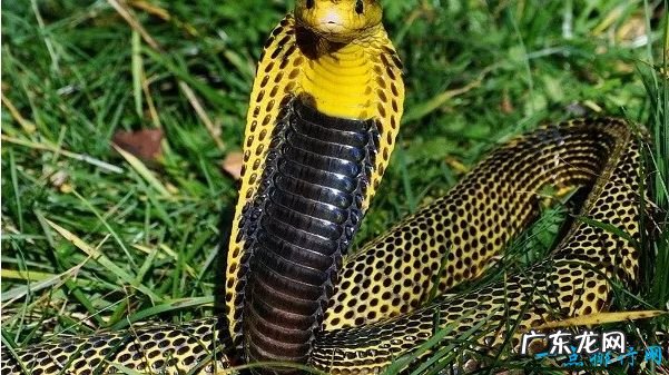 世界十大毒蛇 世界上最致命的蛇