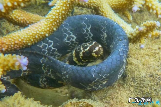 世界十大毒蛇 世界上最致命的蛇