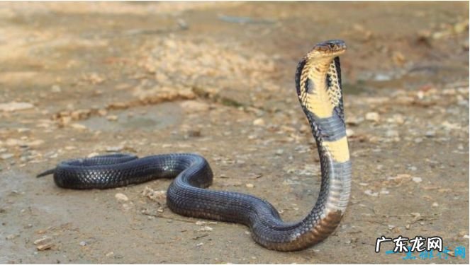 世界十大毒蛇 世界上最致命的蛇