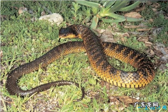 世界十大毒蛇 世界上最致命的蛇