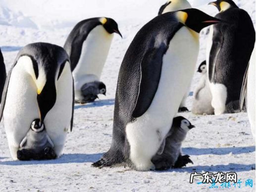 世界最荒凉孤寂的大陆 南极洲世界之最