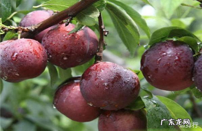 护肝的食物是什么 最护肝养肝的10种食物