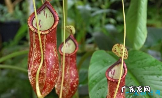 7年开一次花 世界上最神奇的植物 尸臭魔芋