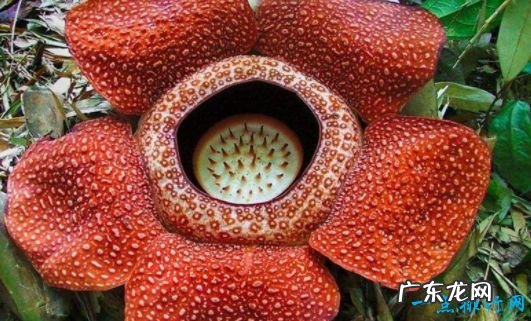 7年开一次花 世界上最神奇的植物 尸臭魔芋