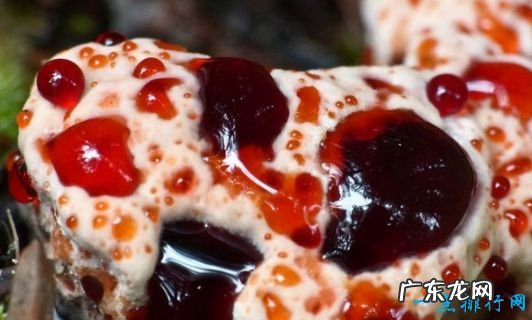 7年开一次花 世界上最神奇的植物 尸臭魔芋