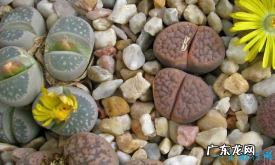 7年开一次花 世界上最神奇的植物 尸臭魔芋