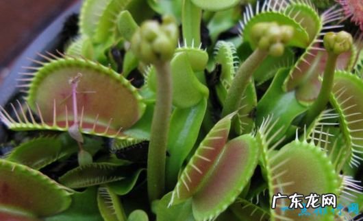 7年开一次花 世界上最神奇的植物 尸臭魔芋