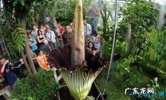 7年开一次花 世界上最神奇的植物 尸臭魔芋