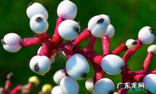 7年开一次花 世界上最神奇的植物 尸臭魔芋