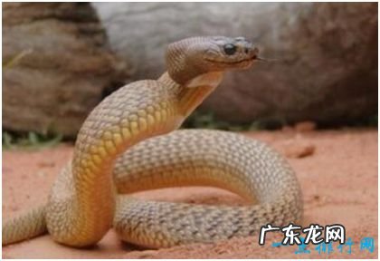 世界上最毒的蛇，细鳞太攀蛇一口毒液能杀死100人
