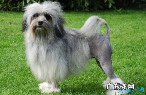 10种世界上最贵的狗排名 藏獒还不是最贵