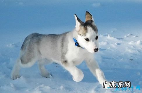 10种世界上最贵的狗排名 藏獒还不是最贵