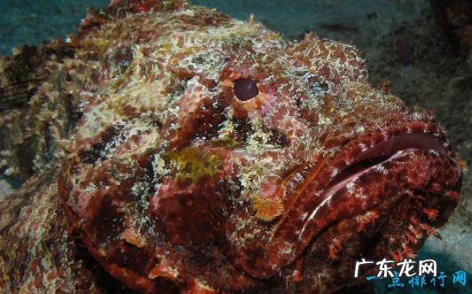 世界上最毒的鱼TOP10 河豚的毒性仅排第八