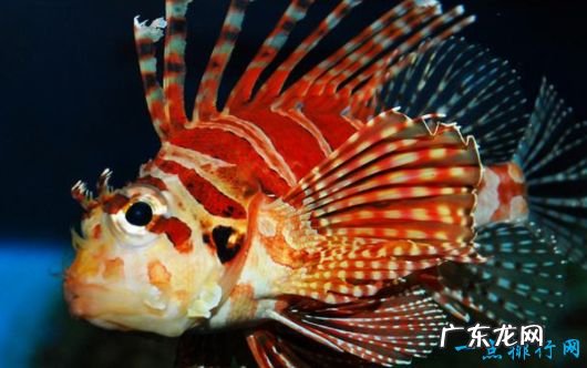 世界上最毒的鱼TOP10 河豚的毒性仅排第八